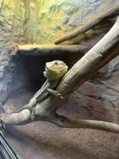 Bartagame in liebevolle Hände abzugeben