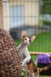 Ein bunter Haufen Orientalischer Kurzhaar Kitten von der zauberhaften Olivia chocolate Tricolour
