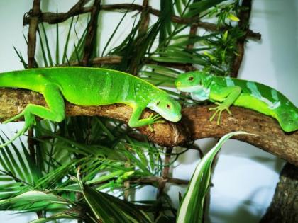 Fidschi Leguan / Brachylophus Fasciatus