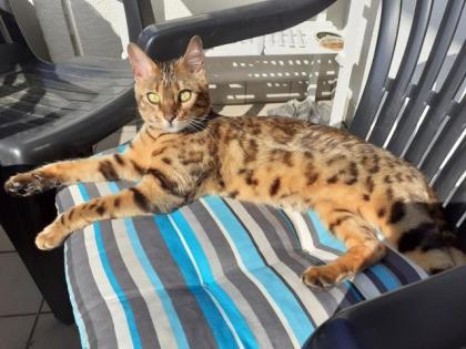 Unsere Süße Bengalkatze Cleo hat 3 Süsse Kitten bekommen