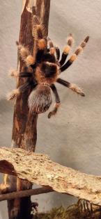 Mexikanische Rotknie Vogelspinnen