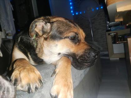 Eine tolle Schäferhund Bulldogge Mix wird 3 Jahre