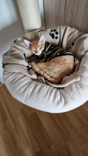 Devon Rex Kater Amour 10 Monate, kastriert - verspielt und sehr liebevoll