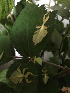 Wandelnde Blätter Phyllium philippinicum