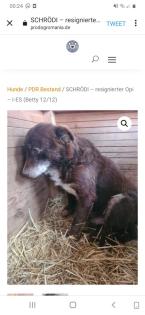 Tolle Welpen, Junghunde Hundesenioren