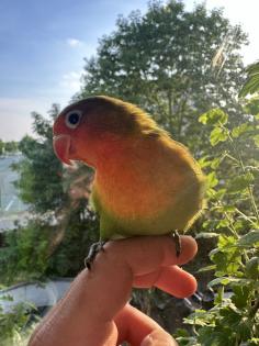 Agapornieden lovebird 2 stuck