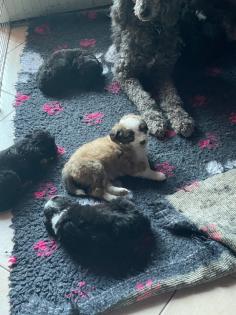 Doodle aussiedoodle