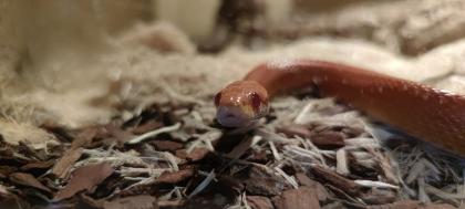 2 adulte Kornnattern Terrarium Zubehör abzugeben