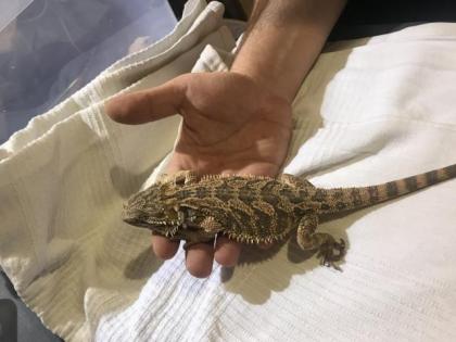 Bartagame Jungtiere abzugeben