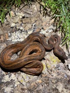 Boa Constrictor