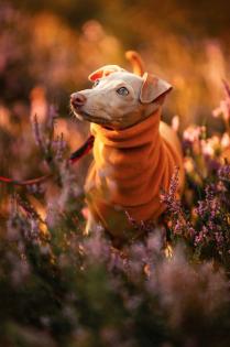 WELPE ITALIENISCHER WINDHUND ZU VERKAUFEN