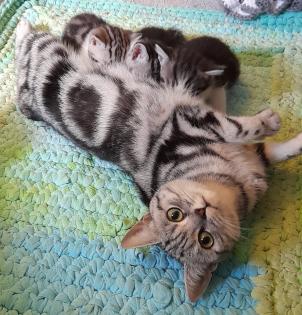 Typvoller junger BKH Kater mit Ahnentafel, geimpft, entwurmt, gechipt, kastriert, aus HCM PK