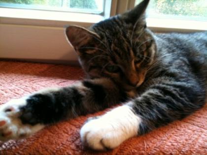Junge Katze sucht neues Zuhause