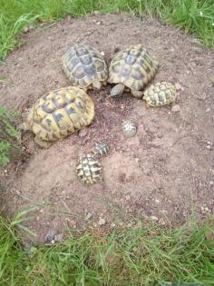 Junge Griechische Landschildkröten THB NZ 2021