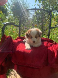 Australian shepherd welpen