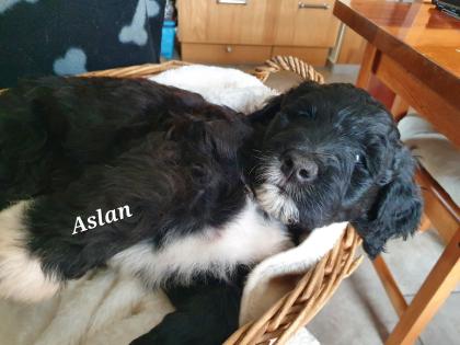 Portugiesische Wasserhund-Welpen