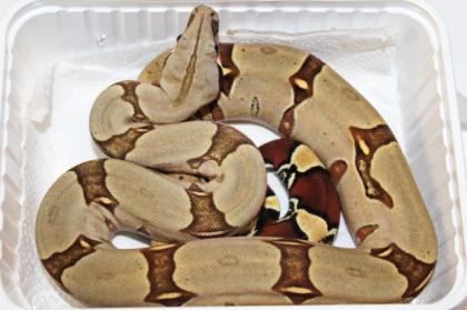 Adulte Boa constrictor / Zuchttiere