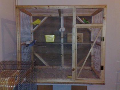 Vögel mit eigenbau Voliere zu Verkaufen