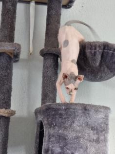 Liebe Sphynx-Katzen Hallo an alle Katzenliebhaber