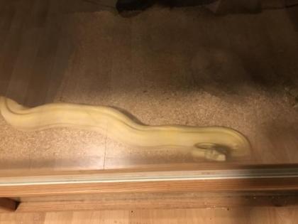 3 Boa constrictor Terrarien