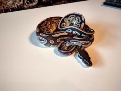 2 Köpy Mojave 1. 1 Inkl. Terrarium und zubehör