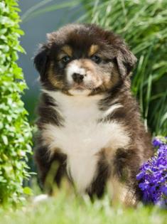 Bildschöne Australian Shepherd Welpen m. P.