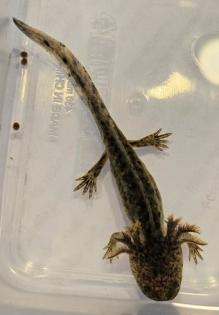 Axolotl Nachwuchs aus eigener Nachzucht
