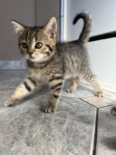 British Shorthair Bengal Mix