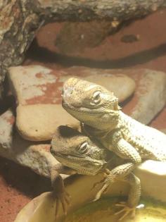 Bartagamenpärchen mit Terrarium und Zubehör