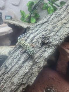 Leopardgecko