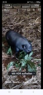 Minni schweine