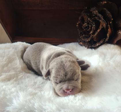 Französische Bulldoggen Welpen lilac solid, lilac tan, blue and tan