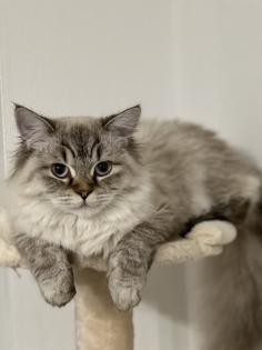 Deckkater Fury - Reinrassiger Dtsch Langhaar/German Angora sucht Damen