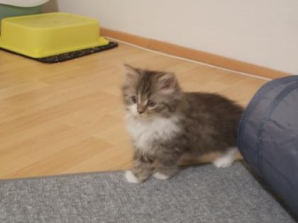 Perserkitten ab dem 1. 2. 23 abzugeben