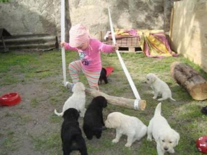 Süße Labradorwelpen suchen ein Zuhause