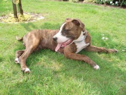 American Staffordshire Terrier nur in liebevolle Hände abzugeben