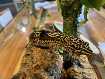 Leopardgecko, 1. 0 Black Night
