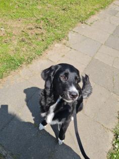Wotzen sucht ein Weibchen zum decken