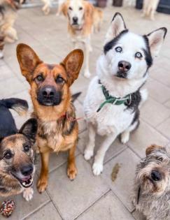 Geronimo. liebenswerter Familienhund