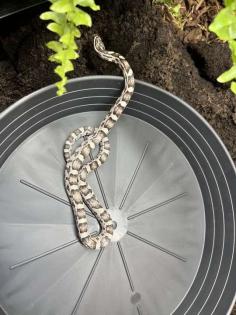 3 Kornnattern 2m x 80cm x 80cm Terrarium bei Bedarf