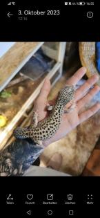Leopardgecko Männchen