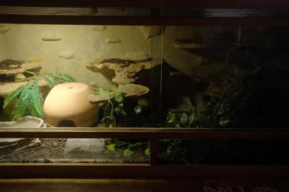 Boa Constrictor Imperator Männchen, 4 Jahre alt