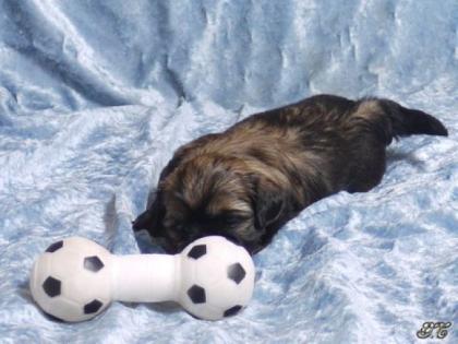 7 Shih-Tzu-Zwerge auf dem Weg in Abenteur.