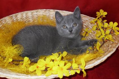 Reinrassige Chartreux Kitten Weibchen