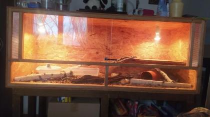 Boa Constrictor Imperator het anery jungle