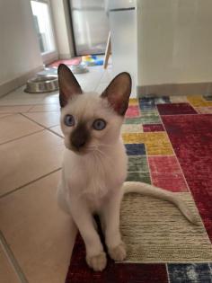 Traditionelle Thaikatzen aus registrierter Zucht, Abgabe sofort