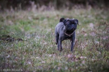 Mops Rüde 10 Mon. alt m. Papieren