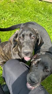Italienische dogge mit deutscher dogge mix