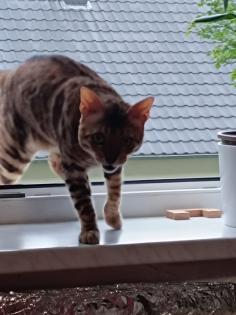Bengal Kater 3jahre alt