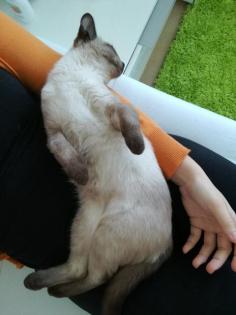 Siamkitten